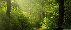 Sunlit Green Forest Path with Tall Trees and Lush Undergrowth HD wallpaper