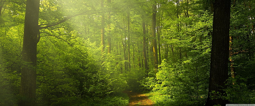 Sunlit Green Forest Path with Tall Trees and Lush Undergrowth HD wallpaper