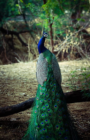 Majestic Indian Peacock Standing in Natural Forest Habitat HD phone wallpaper