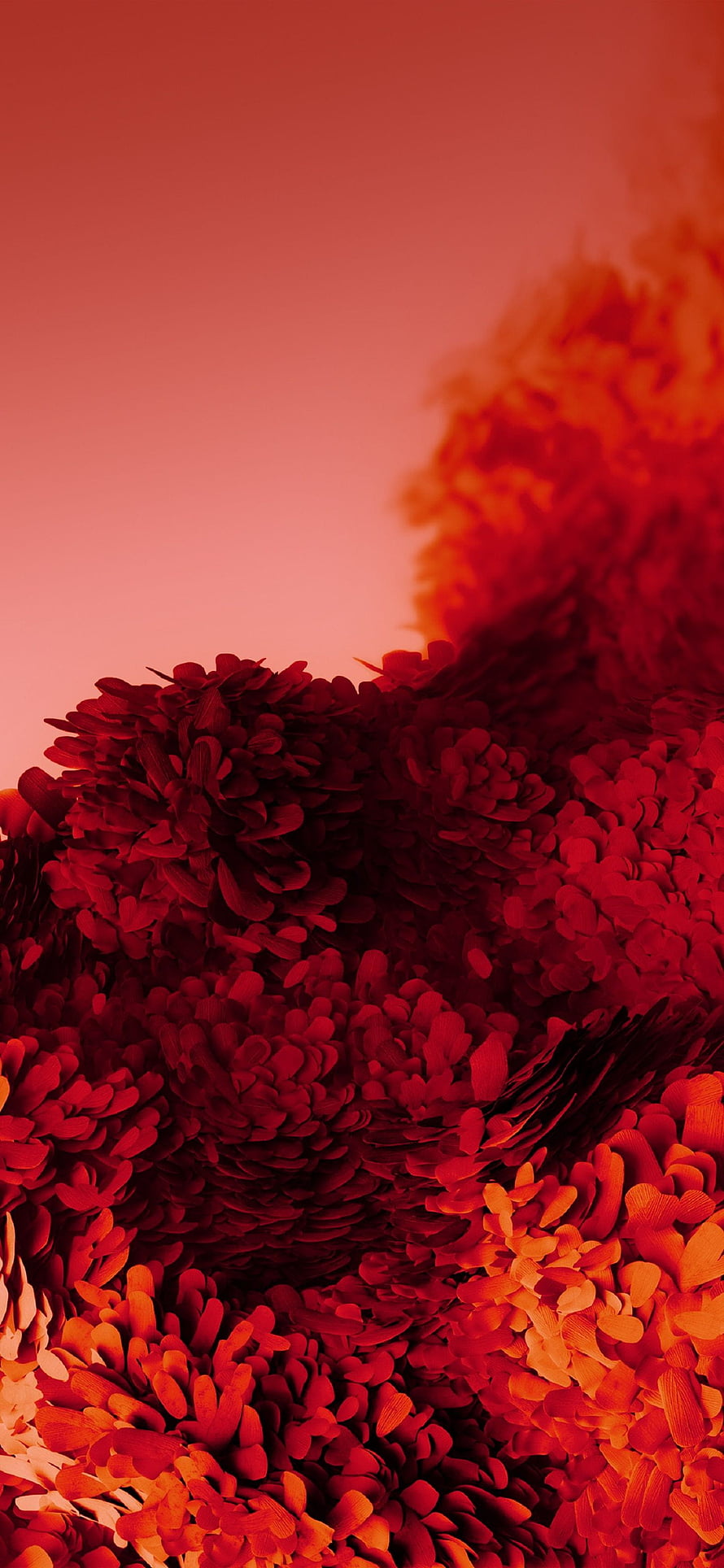 Vibrant Red Chrysanthemum Macro Photography with Warm Orange Gradient Background HD phone wallpaper