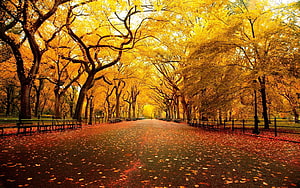 Golden Autumn Canopy Over a Tree-Lined Park Pathway with Fallen Leaves HD wallpaper