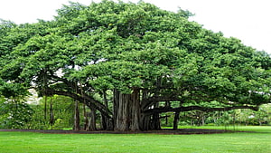 Majestic Banyan Tree with Extensive Aerial Roots in a Lush Green Park HD wallpaper
