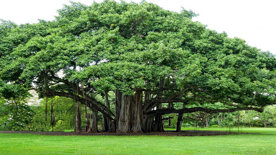 Majestic Banyan Tree with Extensive Aerial Roots in a Lush Green Park HD wallpaper