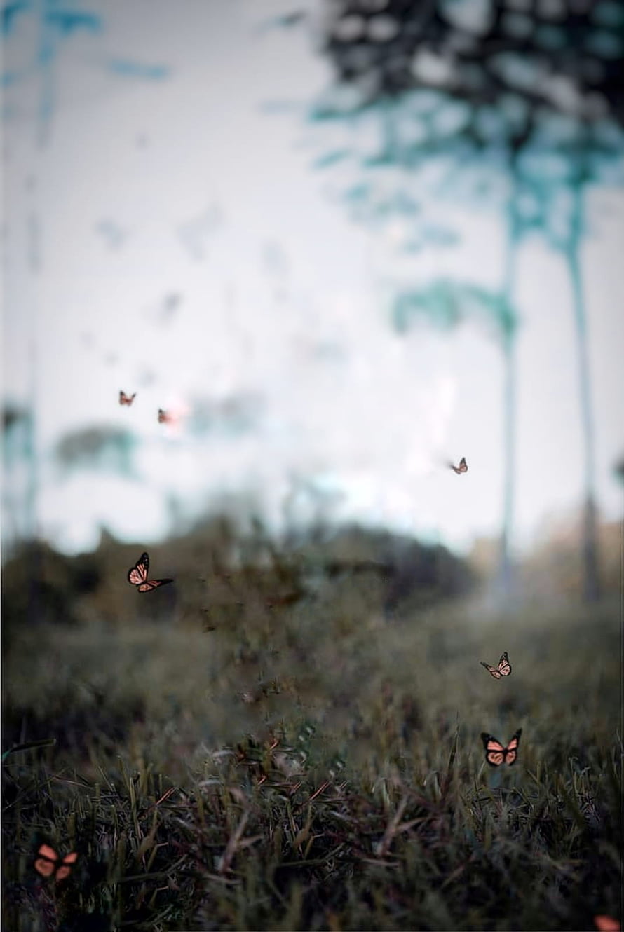 Monarch butterflies drifting through a misty meadow with soft bokeh trees in the background HD phone wallpaper