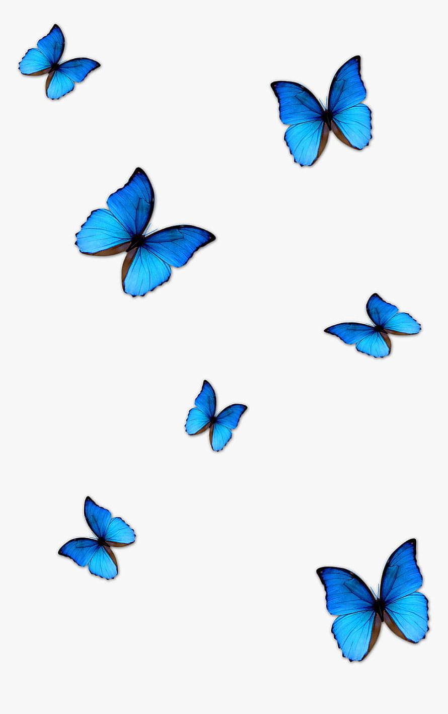 Vibrant Blue Morpho Butterflies Scattered on a Clean White Background HD phone wallpaper