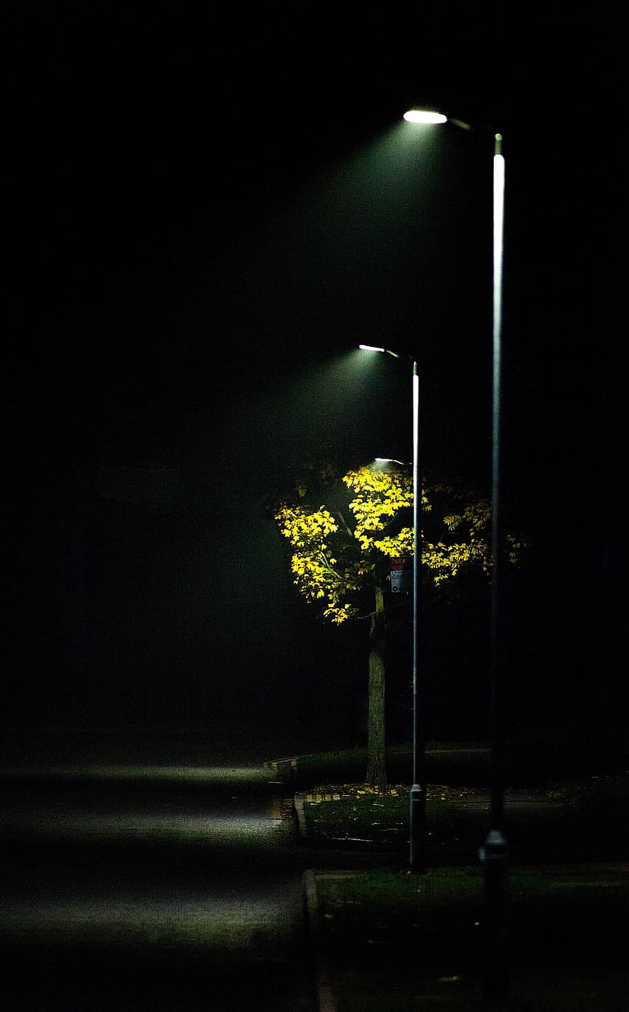Autumn tree illuminated by streetlights on a misty night road HD phone wallpaper