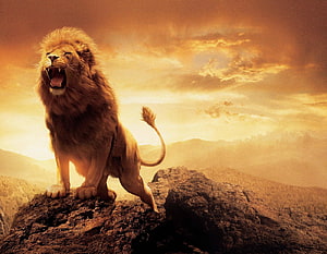Majestic Male Lion Roaring on Rocky Outcrop at Golden Sunset HD wallpaper