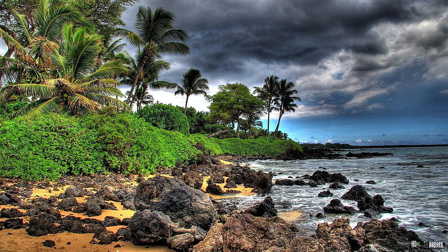 Dramatic Tropical Coastline With Palm Trees, Rocky Shore, and Stormy Sky HD wallpaper