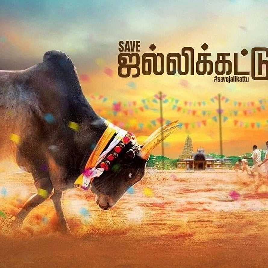 Jallikattu Bull Taming Festival in Tamil Nadu with Decorated Animal and Temple Background HD phone wallpaper