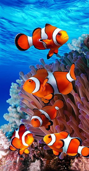 Vibrant School of Clownfish Swimming Among Purple Sea Anemones in Blue Ocean Water HD phone wallpaper