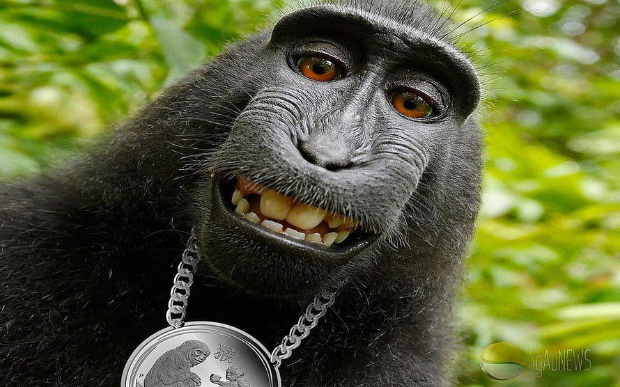 Close-up portrait of a smiling black monkey wearing a silver chain necklace against a green leafy background HD wallpaper