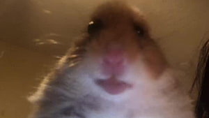 Close-up portrait of a fluffy hamster with a pink nose and curious expression HD wallpaper