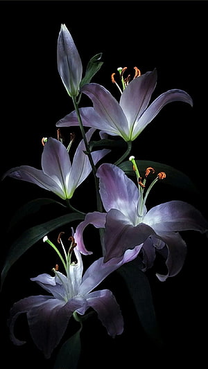 Elegant Purple Lilies with Delicate Petals Against a Dark Background HD phone wallpaper
