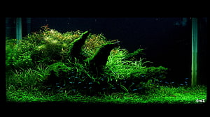 Lush Green Aquascape with Mossy Driftwood and Neon Tetras in a Planted Aquarium HD wallpaper