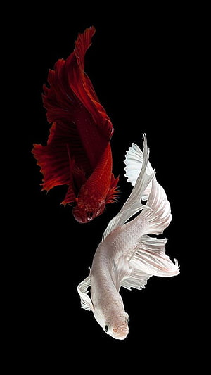 Red and White Betta Fish Swimming on Black Background HD phone wallpaper