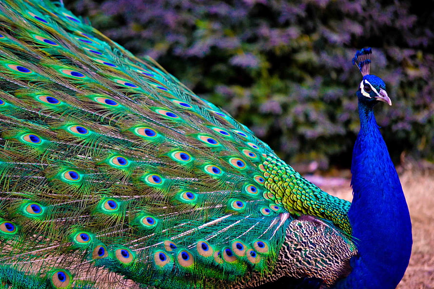 Majestic Peacock Displaying Vibrant Iridescent Tail Feathers in Natural Garden Setting HD wallpaper