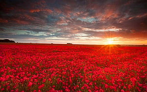 Vast field of red poppies stretching to the horizon under a dramatic sunset sky HD wallpaper