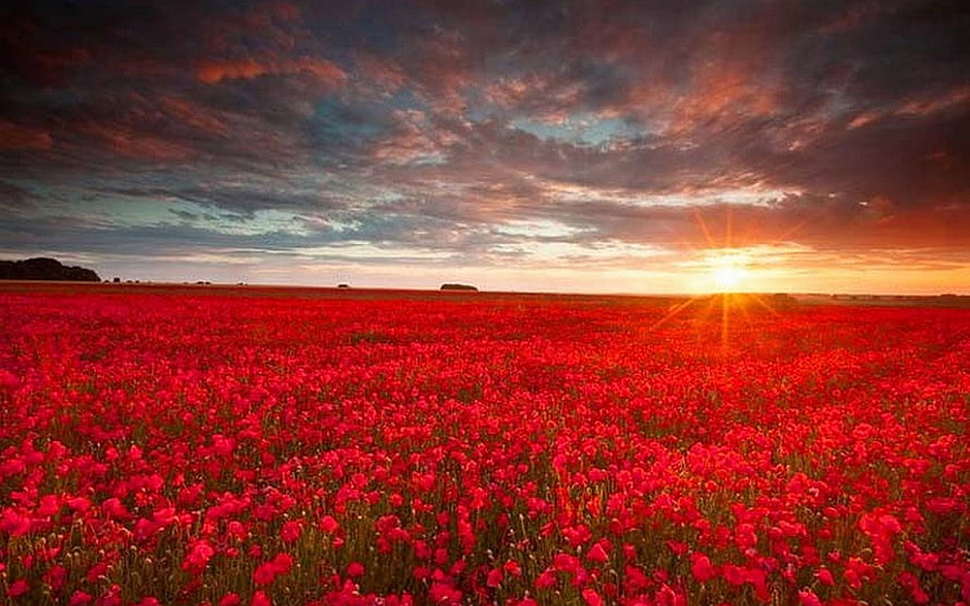 Vast field of red poppies stretching to the horizon under a dramatic sunset sky HD wallpaper