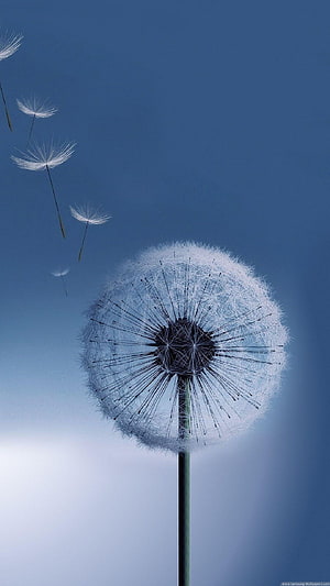 Dandelion Seeds Drifting in a Clear Blue Sky HD phone wallpaper