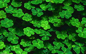 Vibrant Green Four Leaf Clover Pattern on Dark Background HD wallpaper