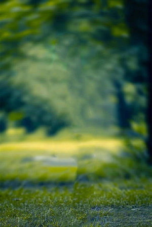 Soft Focus Green Forest Path with Shallow Depth of Field and Natural Light HD phone wallpaper