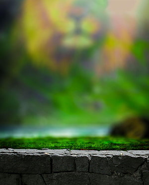 Rustic Stone Wall Display Surface Set Against a Lush Green Forest Backdrop HD phone wallpaper