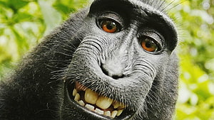 Close-up portrait of a smiling proboscis monkey with distinctive long nose and expressive eyes HD wallpaper