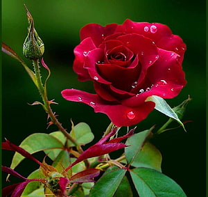 Vibrant red rose in full bloom with delicate water droplets on petals and a green bud against a dark background HD wallpaper