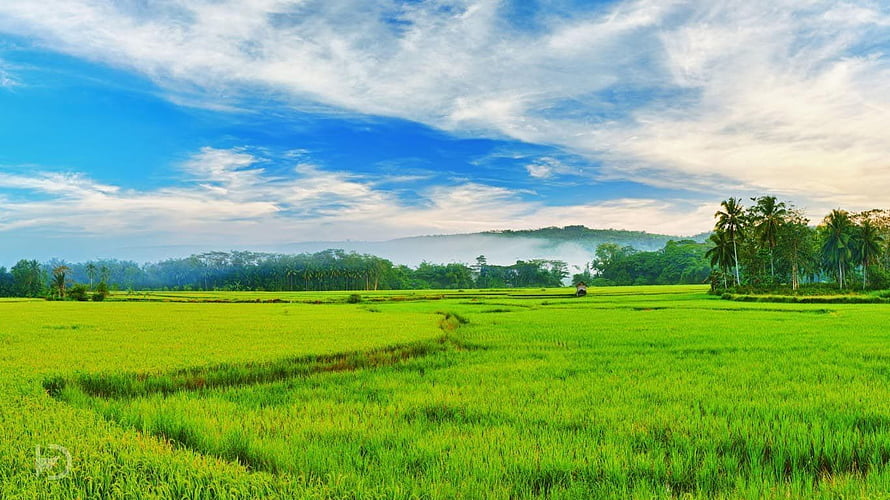 Vast Green Rice Paddy Fields Under a Bright Blue Sky with Distant Misty Hills and Palm Trees HD wallpaper