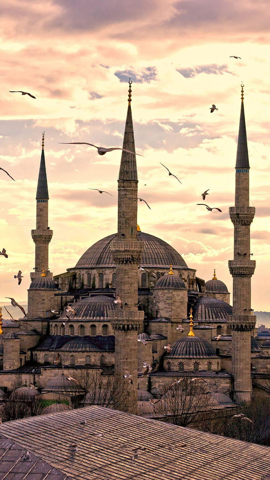 Sultanahmet Mosque in Istanbul at Golden Hour with Seagulls Flying Over the Domes HD phone wallpaper