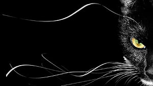 Close-up of a black cat with striking green eyes and long white whiskers against a dark background HD wallpaper