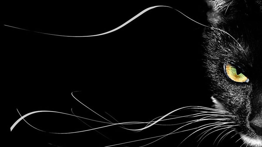 Close-up of a black cat with striking green eyes and long white whiskers against a dark background HD wallpaper