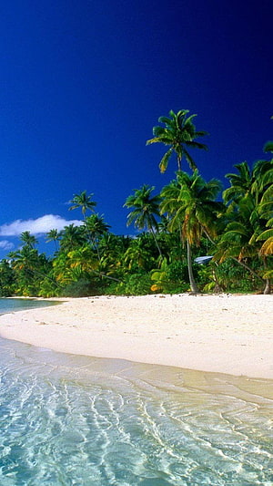 Tropical Island Beach with Palm Trees and Turquoise Water HD phone wallpaper