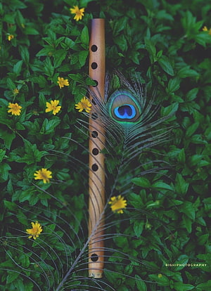 Bamboo Flute and Peacock Feather Resting on Green Foliage with Yellow Flowers HD phone wallpaper
