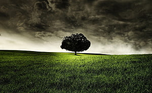 Lone Tree on a Green Hill Under a Dramatic Stormy Sky HD wallpaper