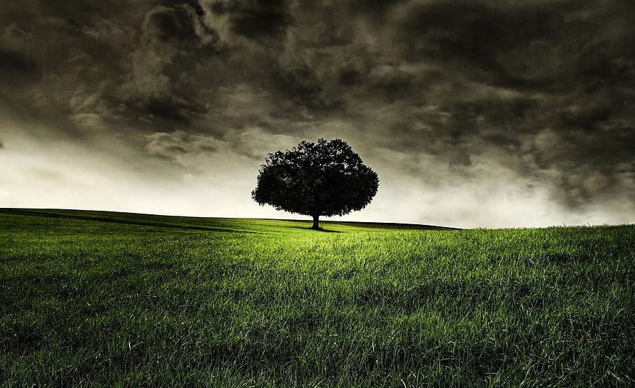 Lone Tree on a Green Hill Under a Dramatic Stormy Sky HD wallpaper
