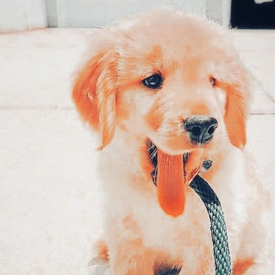 Cute Golden Retriever Puppy With Tongue Out On A Leash HD phone wallpaper