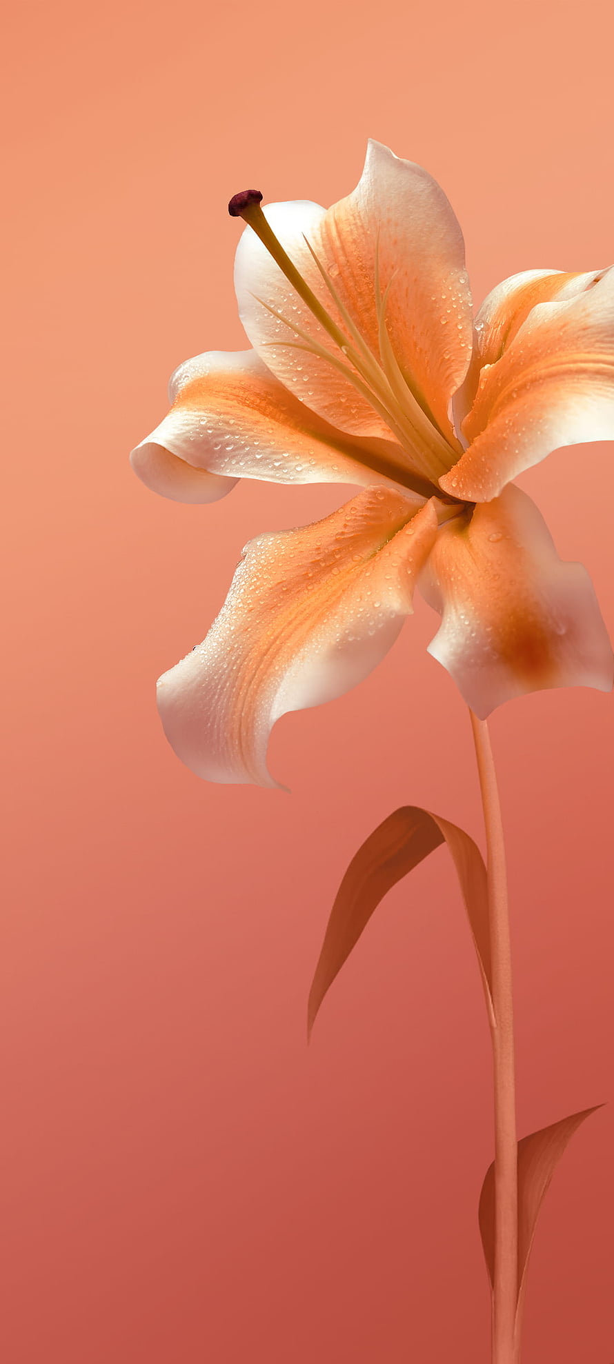 Peach Lily with Dew Drops on Warm Coral Background HD phone wallpaper