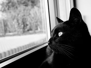Black Cat Gazing Out Window in Monochrome Portrait HD wallpaper