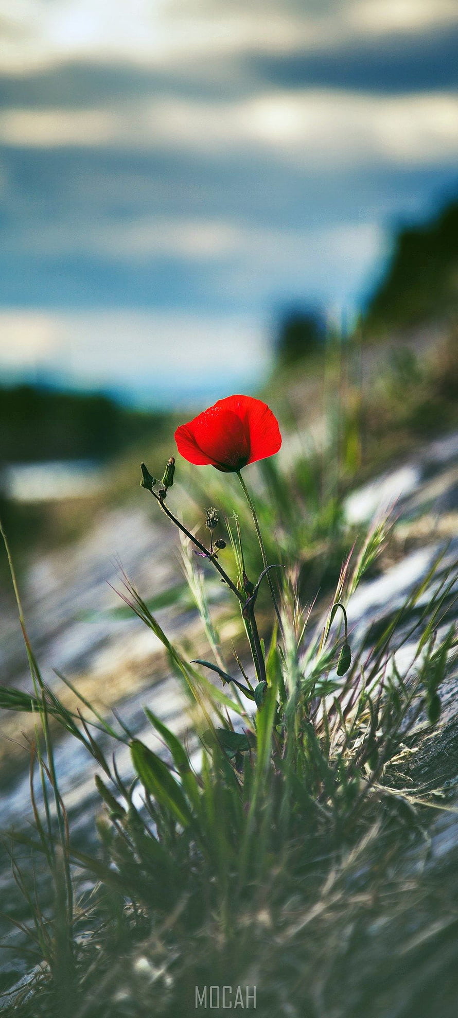 Vibrant Red Poppy Flower Blooming in Wild Grass Under a Soft Blue Sky HD phone wallpaper