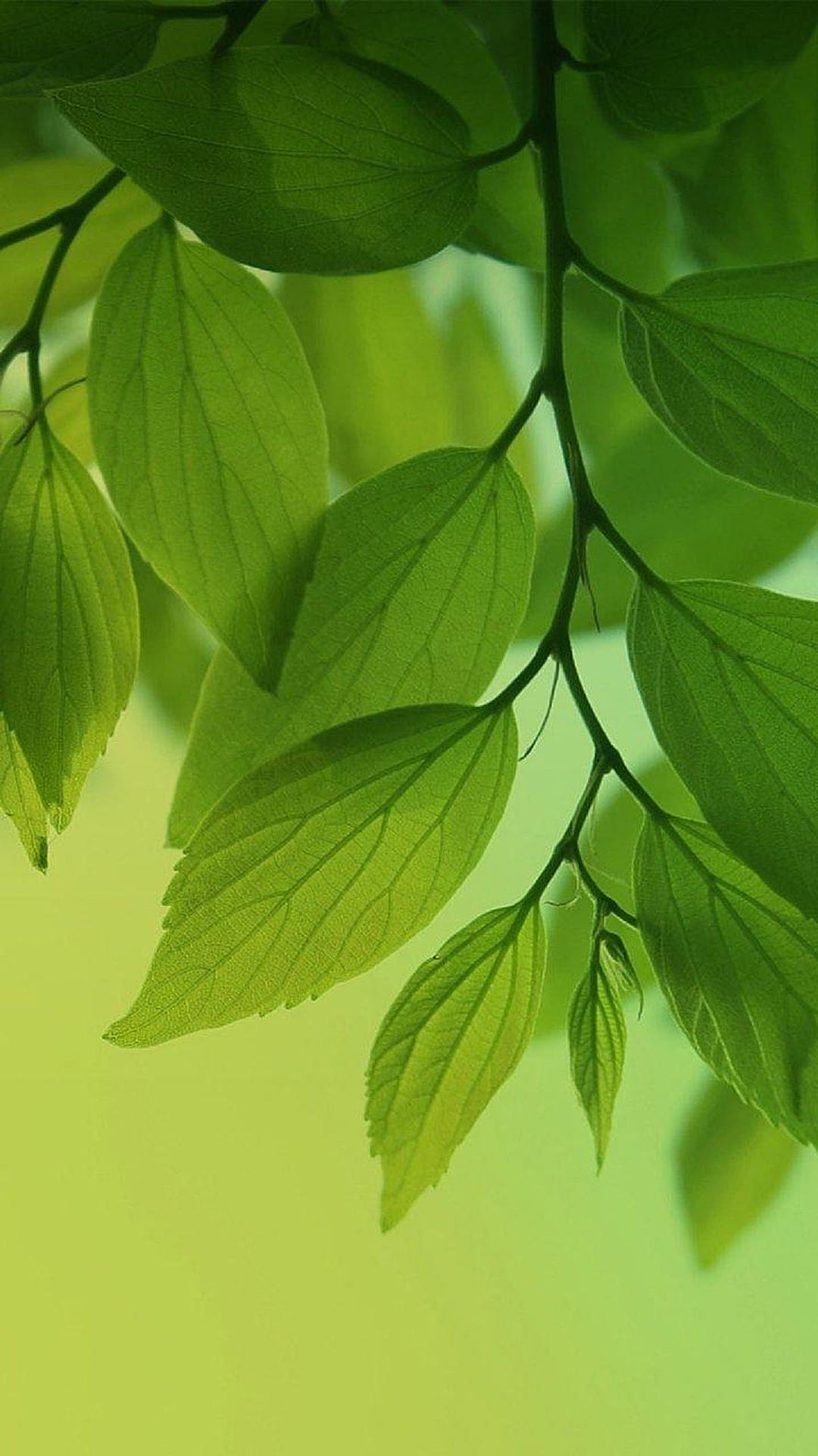 Fresh Green Leaves on a Branch with Soft Natural Light and Blurred Background HD phone wallpaper
