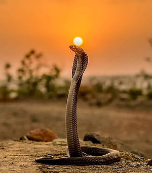 King Cobra Rearing Up Against a Golden Sunset in a Dry Savanna Landscape HD phone wallpaper