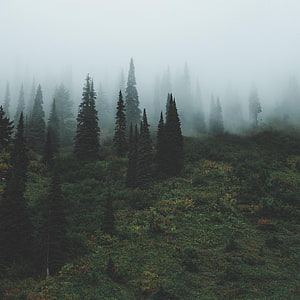 Misty Evergreen Forest on a Foggy Mountain Slope HD phone wallpaper