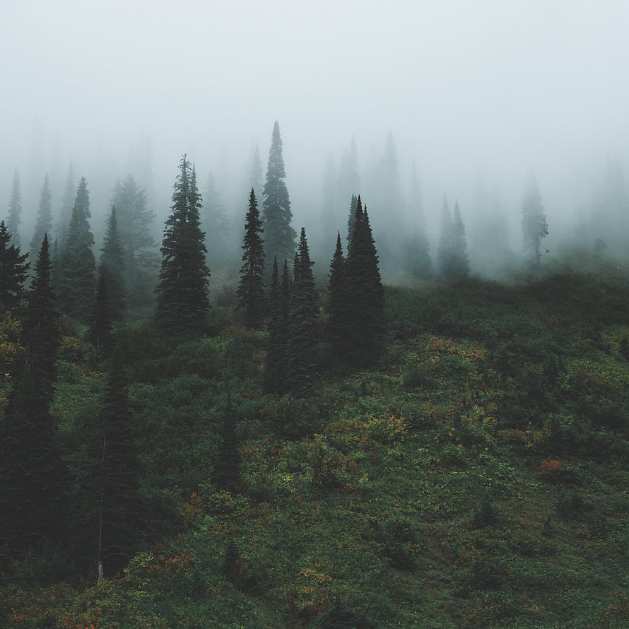 Misty Evergreen Forest on a Foggy Mountain Slope HD phone wallpaper