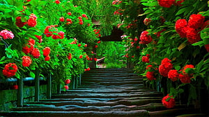 Vibrant Red Rose Garden Path with Stone Steps and Lush Green Foliage HD wallpaper