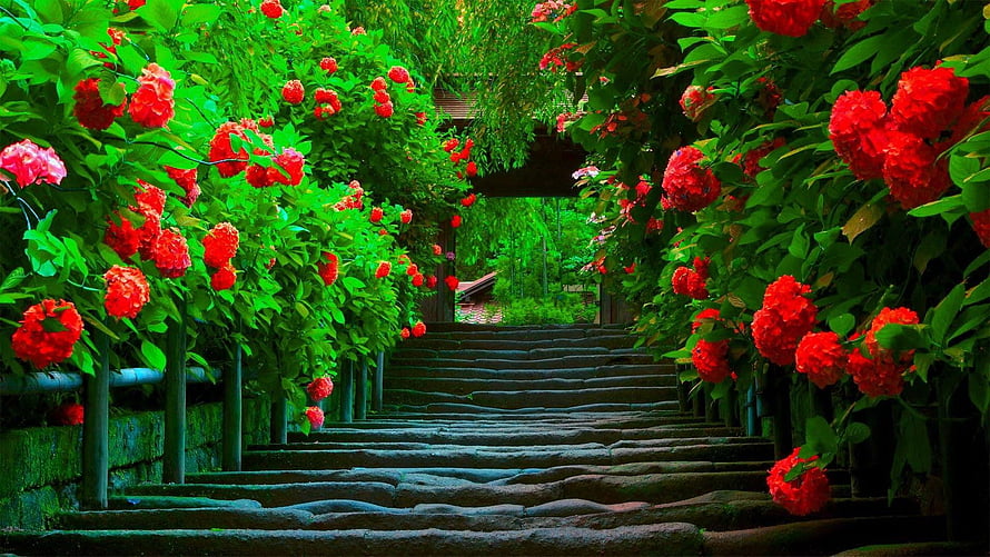 Vibrant Red Rose Garden Path with Stone Steps and Lush Green Foliage HD wallpaper