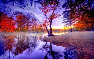 Vibrant Autumn Trees Reflected in a Misty Lake at Sunset HD wallpaper