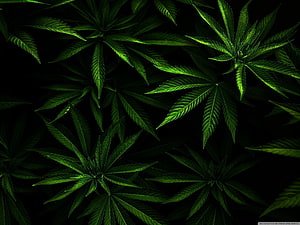 Vibrant Green Cannabis Leaves Against a Deep Black Background HD wallpaper
