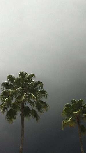 Tall palm trees silhouetted against a moody overcast sky HD phone wallpaper