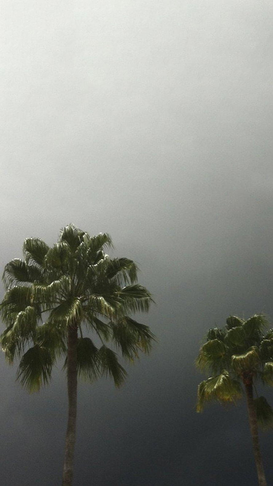 Tall palm trees silhouetted against a moody overcast sky HD phone wallpaper